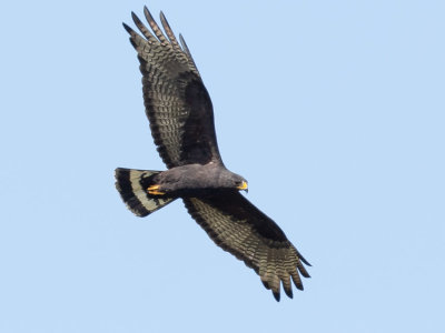 Zone-tailed Hawk - Buteo albonotatus