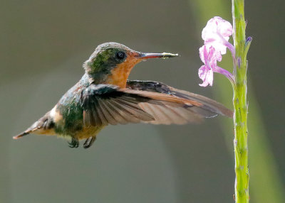 Tufted Coquette -Lophornis ornatus