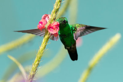 Copper-rumped Hummingbird - Amazilia erythronotus