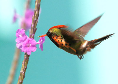 Tufted Coquette -Lophornis ornatus