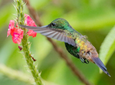 Copper-rumped Hummingbird - Amazilia erythronotus