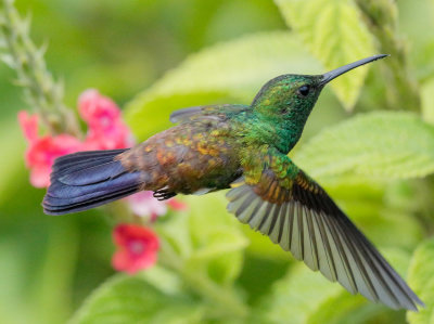 Copper-rumped Hummingbird - Amazilia erythronotus