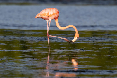 American Flamingo - Phoenicopterus ruber
