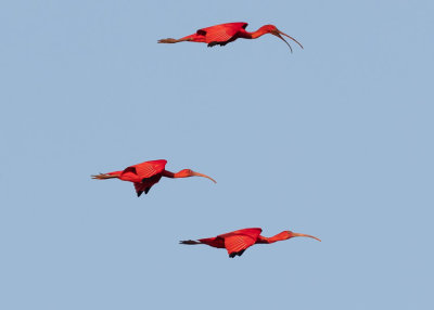 Scarlet Ibis - Eudocimus ruber