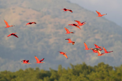 Scarlet Ibis - Eudocimus ruber