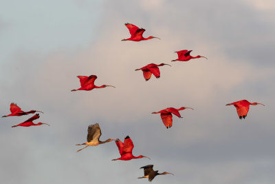 Scarlet Ibis - Eudocimus ruber