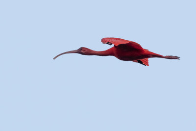 Scarlet Ibis - Eudocimus ruber