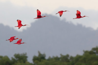 Scarlet Ibis - Eudocimus ruber