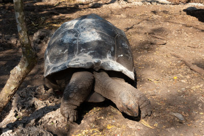 Giant Tortoise on Prisoners Island