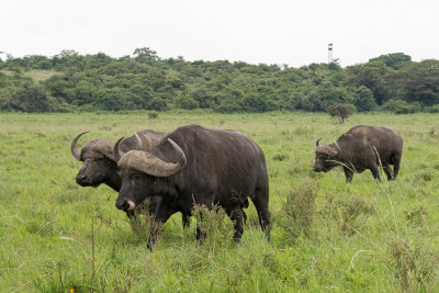 African Buffalo - Syncerus caffer