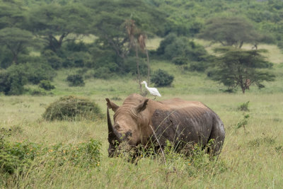 White rhinoceros - Ceratotherium simum