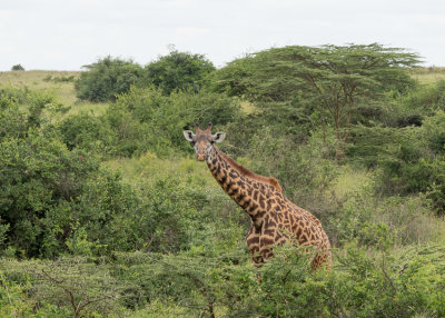 Masai Giraffe - Giraffa camelopardalis tippelskirchii
