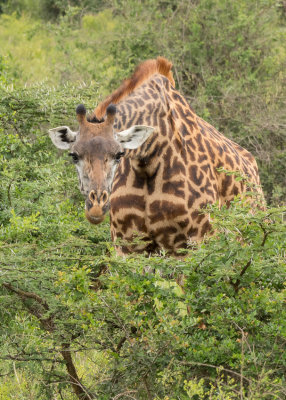 Masai giraffe - Giraffa camelopardalis tippelskirchi