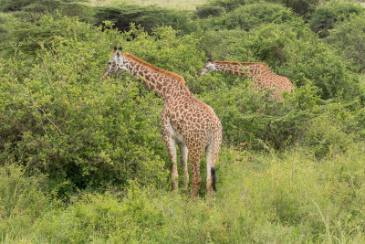 Masai giraffe - Giraffa camelopardalis tippelskirchi