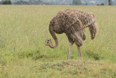 Common Ostrich (female) - Struthio camelus