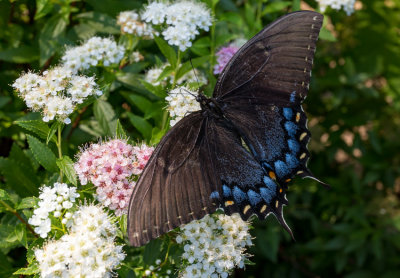 brookside gardens