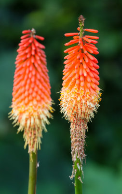 Bute Park Flowers, Cardiff