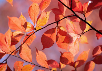 fall_colours