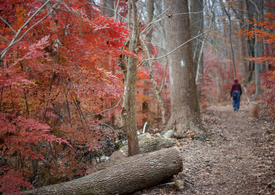 fall_colours