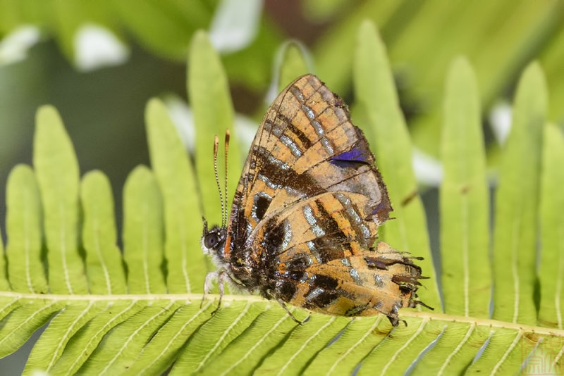 Catapaecilma evansi evansi (The Yellow Tinsel)