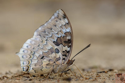 Charaxes durnfordi durnfordi (Chestnut Rajah)