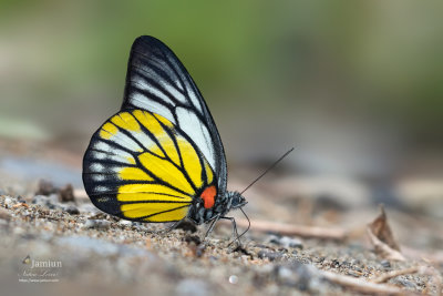 Prioneris vollenhovii