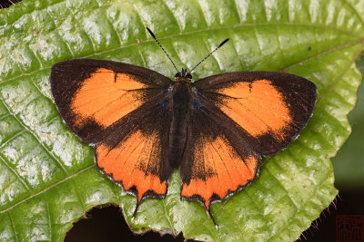 Heliophorus ila malaya (female)