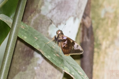 Erionota sybirita (The Sybarite Skipper)