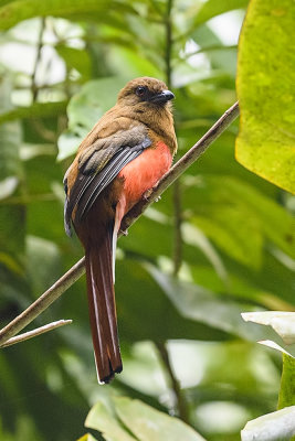 Harpactes_erythrocephalusRedheaded_Trogon.jpg