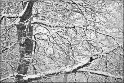 Snowy Branches