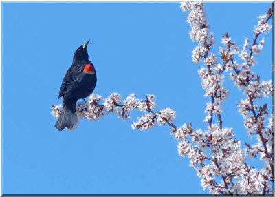 Red-winged Blackbird