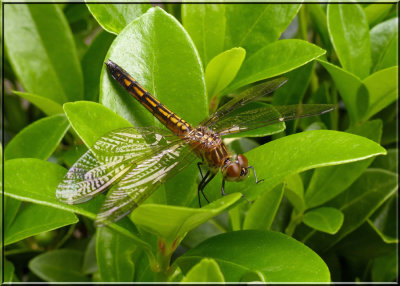 Saffron-winged Meadowhawk 