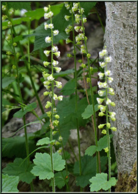 Tellima grandiflora (Fringe Cup)