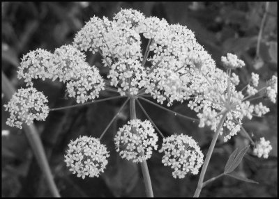 Monochrome Water Hemlock