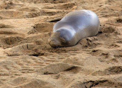 Monk Seal Calf