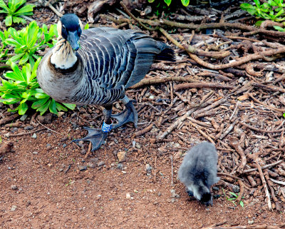 Kaua'i Nene and Chick