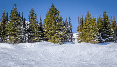 Through the Trees