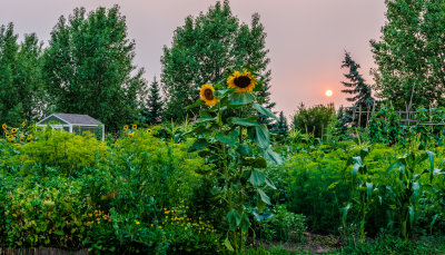 Setting Sun Over Our Community Garden