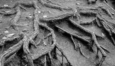 Getting To the Root Of the Matter