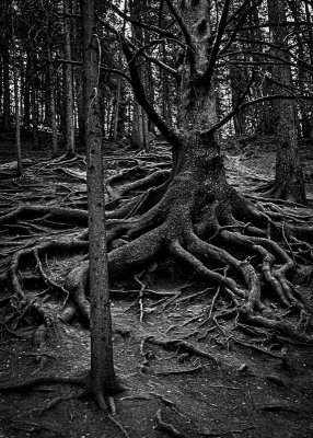 Old Man Tree
