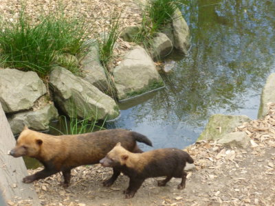 Bush dogs