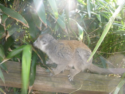 Crown lemur