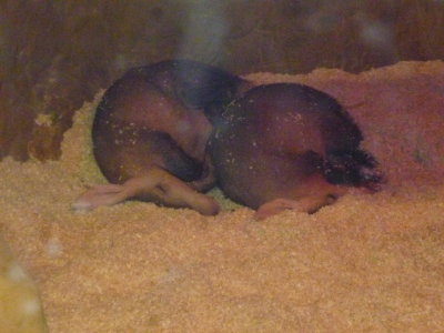 Aardvaks sleeping in their burrow