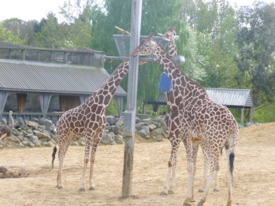 Three giraffes feeding