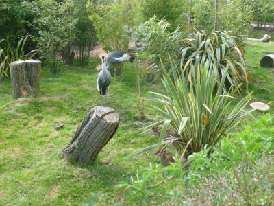 East african crowned cranes and dik diks
