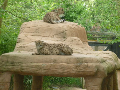 Cheetah rock