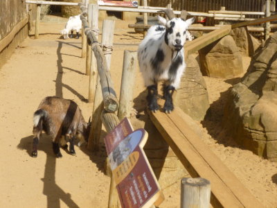 Walkthrough through Zulu village containing African sheep and goats