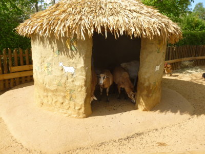 Pigmy goats sheltering in Zulu hut