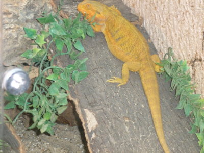 Yellow iguana
