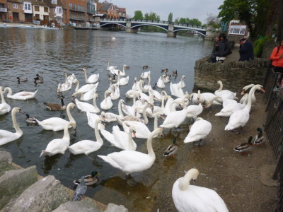 Mute swans on River Thames